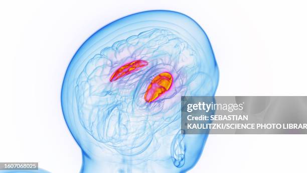 the putamen, illustration - acetylcholine stock illustrations
