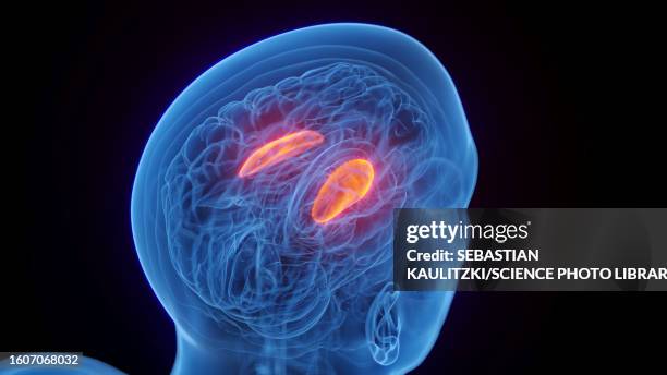 the putamen, illustration - acetylcholine stock illustrations