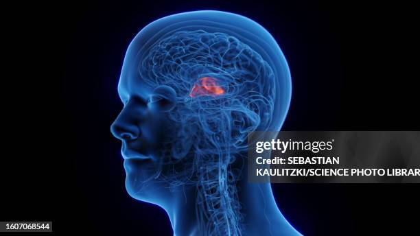 thalamus, illustration - limbic system stock illustrations