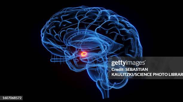 amygdaloid body, illustration - amygdala stock illustrations