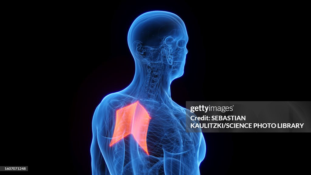 Rhomboid Design Rhomboid Major Illustration High-Res Vector Graphic - Getty Images