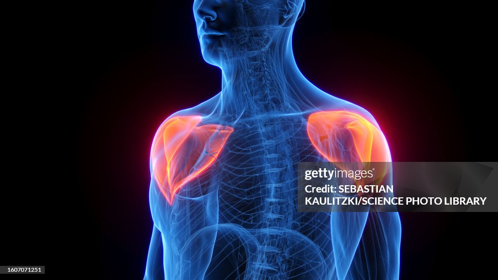 Deltoids, illustration