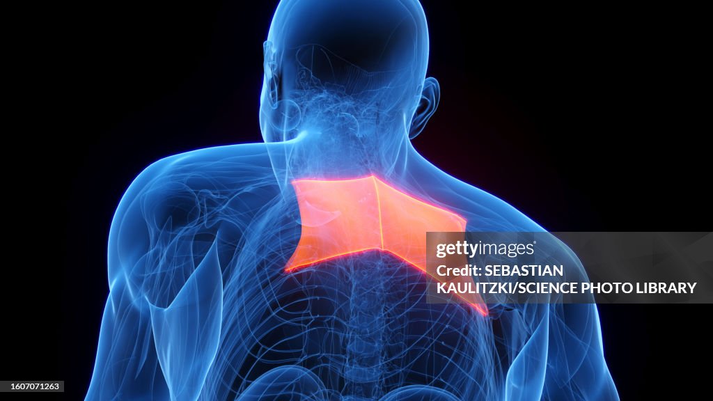 Rhomboid Design Rhomboid Major Illustration High-Res Vector Graphic - Getty Images