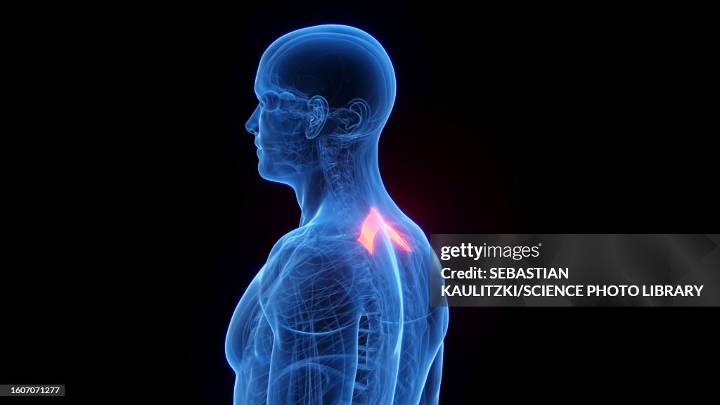 Rhomboid Minor Illustration High-Res Vector Graphic - Getty Images