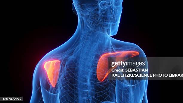 stockillustraties, clipart, cartoons en iconen met infraspinatus, illustration - schouderblad