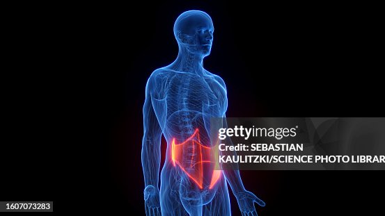Core Container Anatomy Core Muscles Anatomy