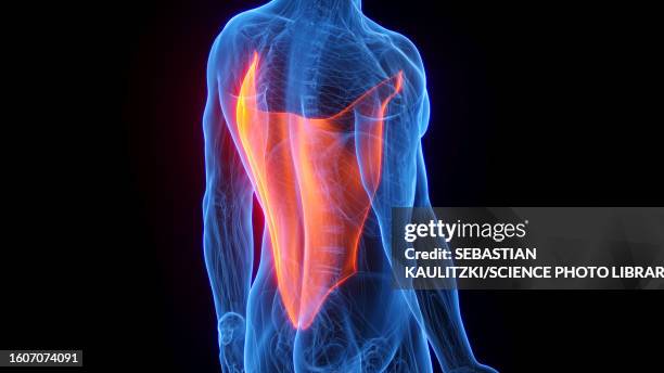 latissimus dorsi, illustration - rumpf stock-grafiken, -clipart, -cartoons und -symbole