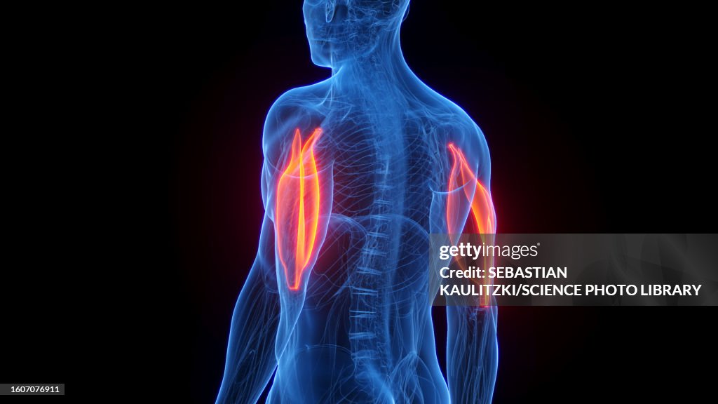 Triceps, illustration