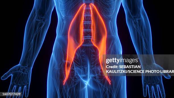 Major Rasso 104 Psoas Major High Res Illustrations - Getty Images