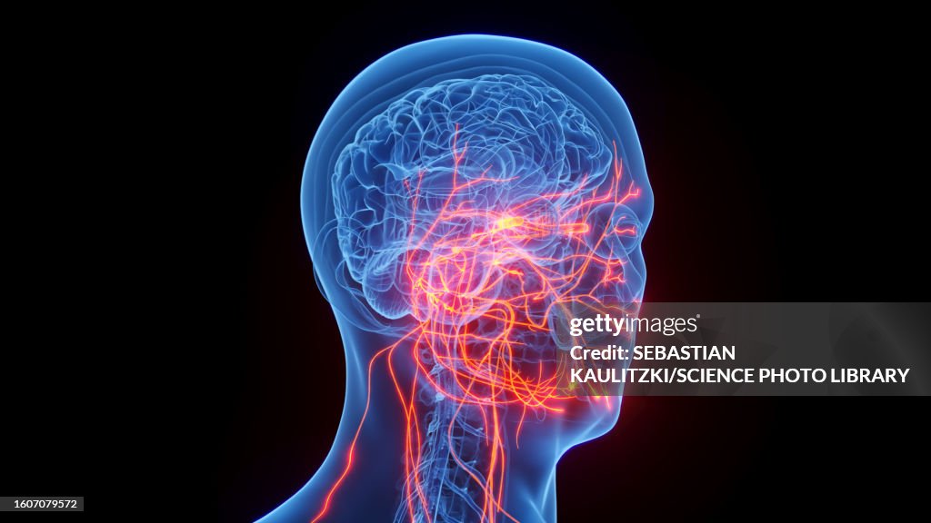 Cranial nerves, illustration
