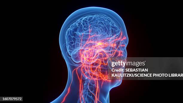 cranial nerves, illustration - oculomotor nerve stock illustrations