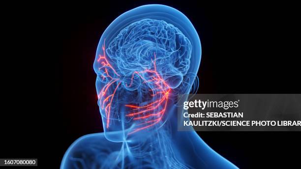 facial nerves, illustration - human head stock illustrations