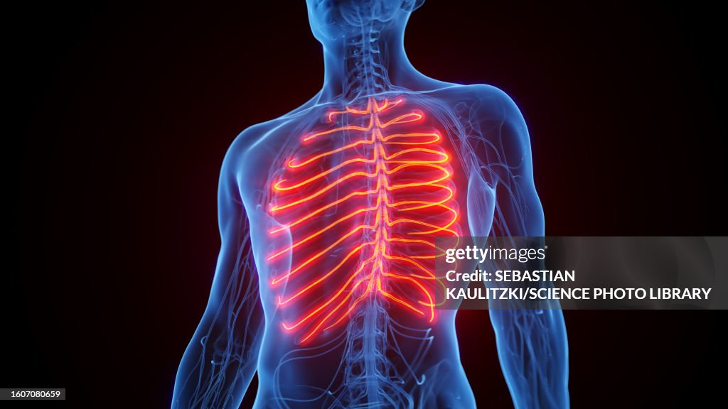 Human Ribs Nerves Intercostal Nerves Illustration High-Res Vector Graphic - Getty Images