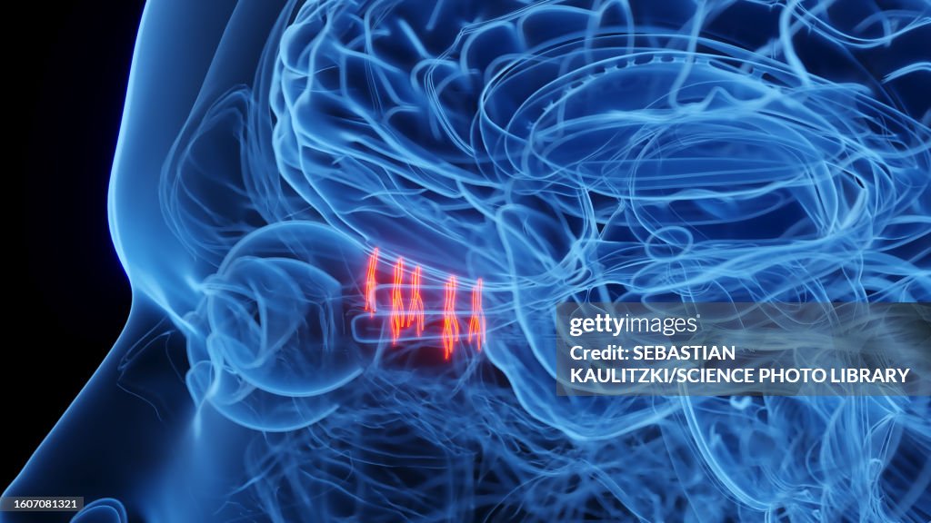 Olfactory nerves, illustration