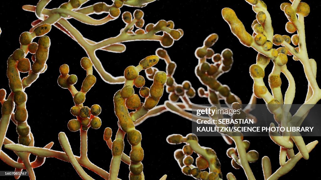 Cladosporium mould, illustration