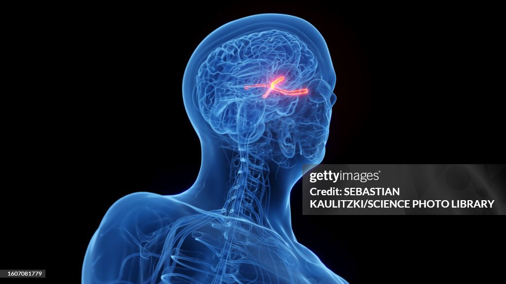 Optic nerves, illustration