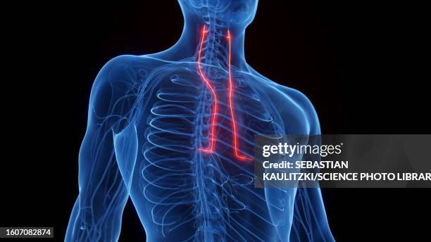 illustrations, cliparts, dessins animés et icônes de phrenic nerves, illustration - diaphragme