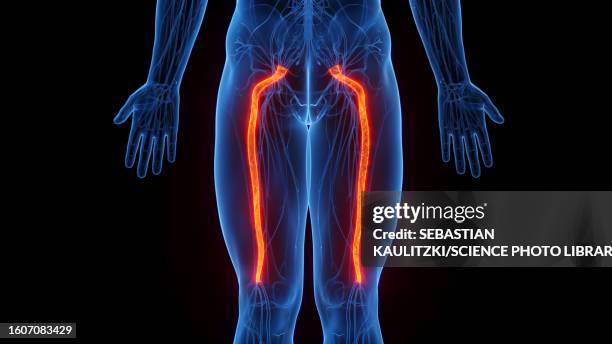 sciatic nerves, illustration - sciatic stock illustrations