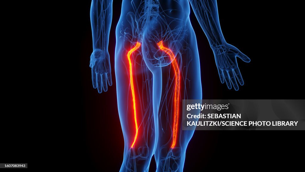 Sciatic Nerves Illustration High Biology Diagrams
