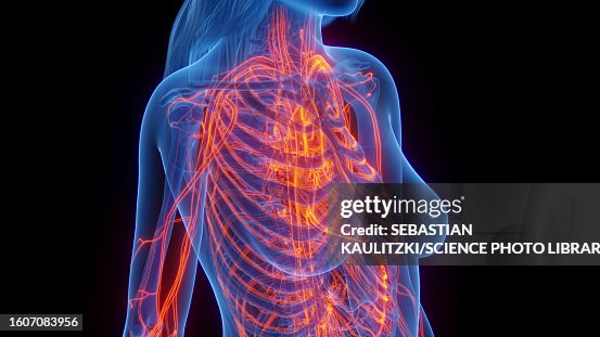 Cardiovascular System Illustration High Res Vector Graphic Getty Images Cardiovascular System Illustration High Res Vector Graphic Getty Images