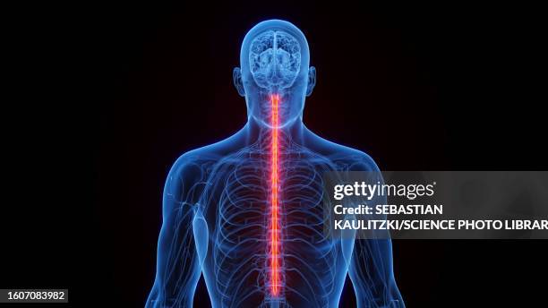 spinal cord, illustration - orthopedics stock illustrations
