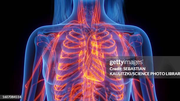 cardiovascular system, illustration - human rib cage stock illustrations