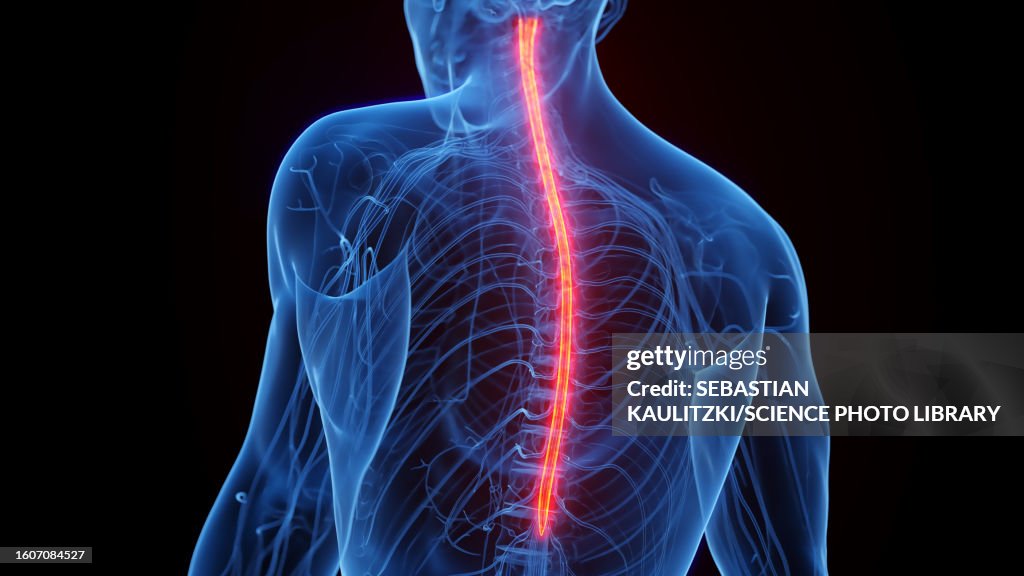 Spinal Cord Illustration High-Res Vector Graphic - Getty Images