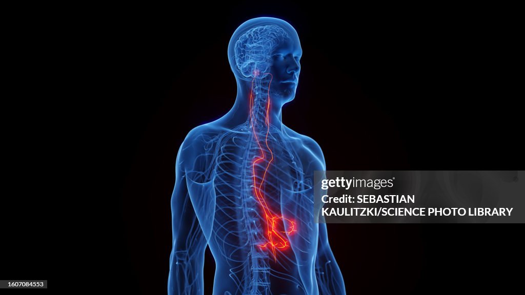 Vagus nerves, illustration