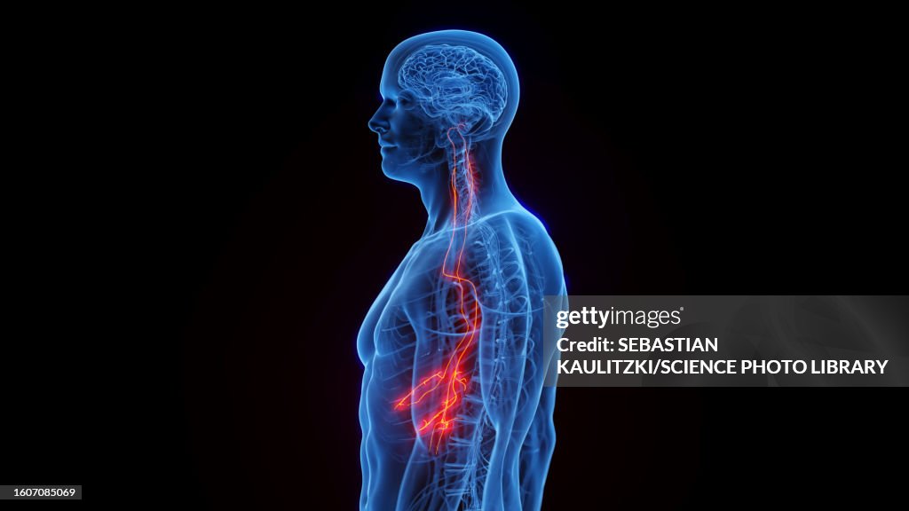Vagus nerves, illustration