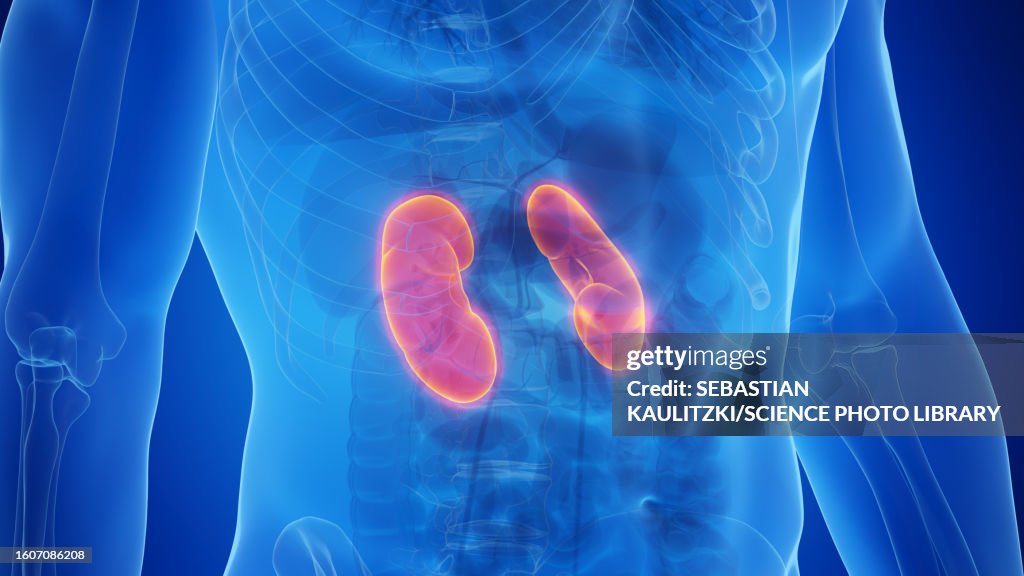 3kidneys Kidneys Illustration High-Res Vector Graphic - Getty Images