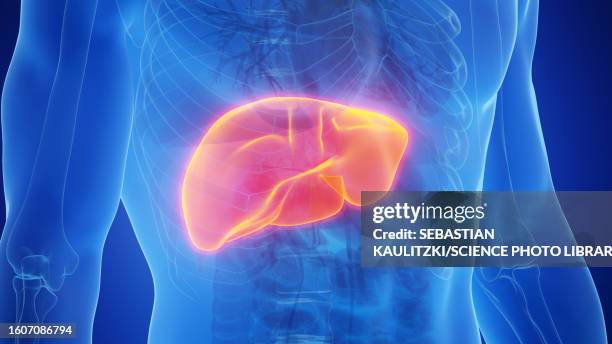 liver, illustration - human liver stock illustrations