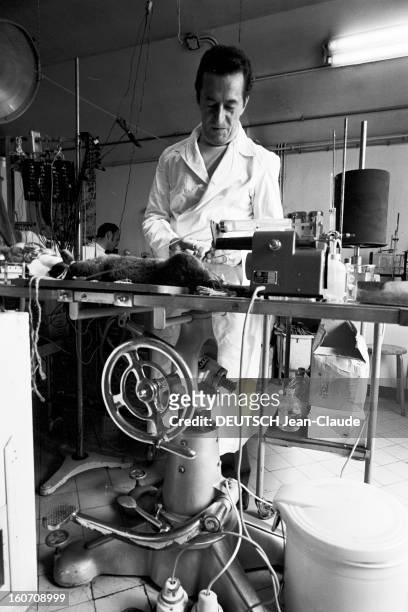 Dr Henri Laborit. A Paris, dans son laboratoire de recherche biologique de l'hôpital Boucicaut, le docteur Henri LABORIT, pratiquant une expérience...