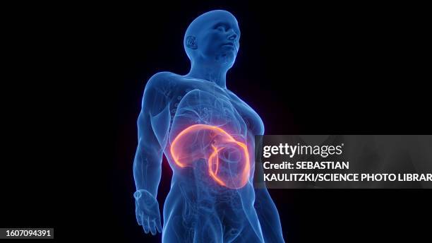 diaphragm, illustration - zwerchfell stock-grafiken, -clipart, -cartoons und -symbole