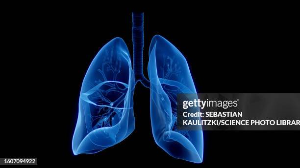 lungs, illustration - lung stock illustrations