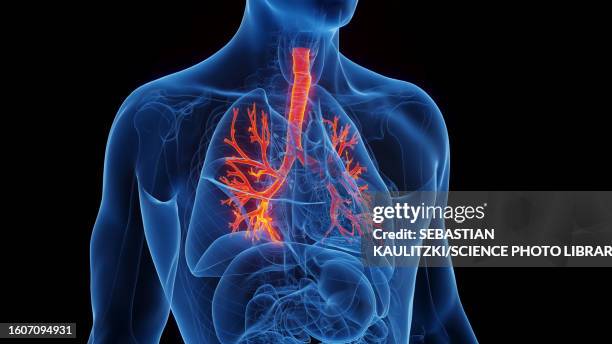 bronchial tree, illustration - bronchus stock illustrations