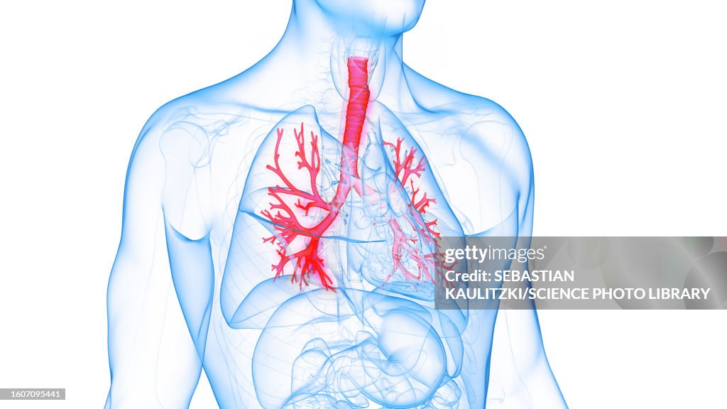 Bronchial tree, illustration