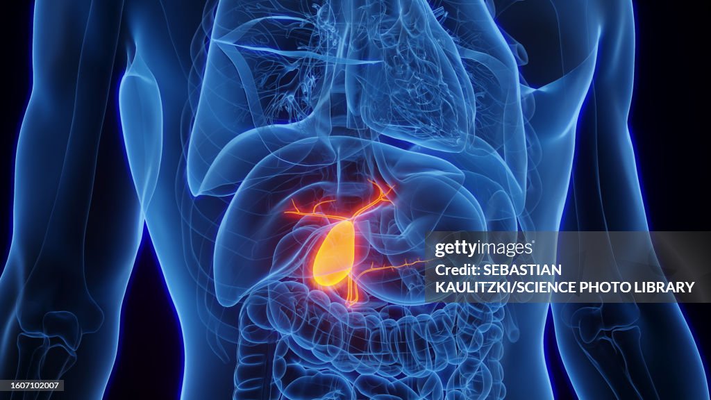Gallbladder, illustration