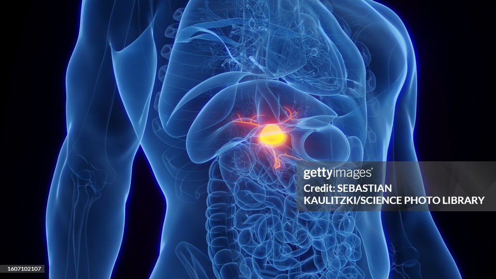Gallbladder, illustration