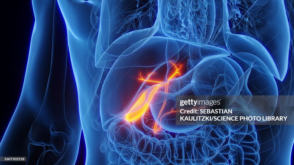 Gallbladder, illustration