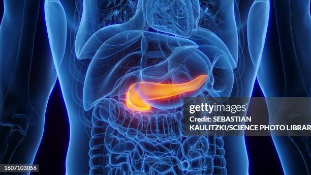 pancreas, illustration - bauchspeicheldrüse stock-grafiken, -clipart, -cartoons und -symbole