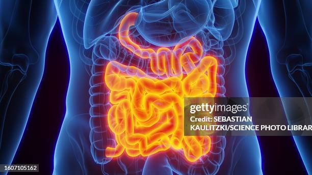 small intestine, illustration - intestine 3d stock illustrations