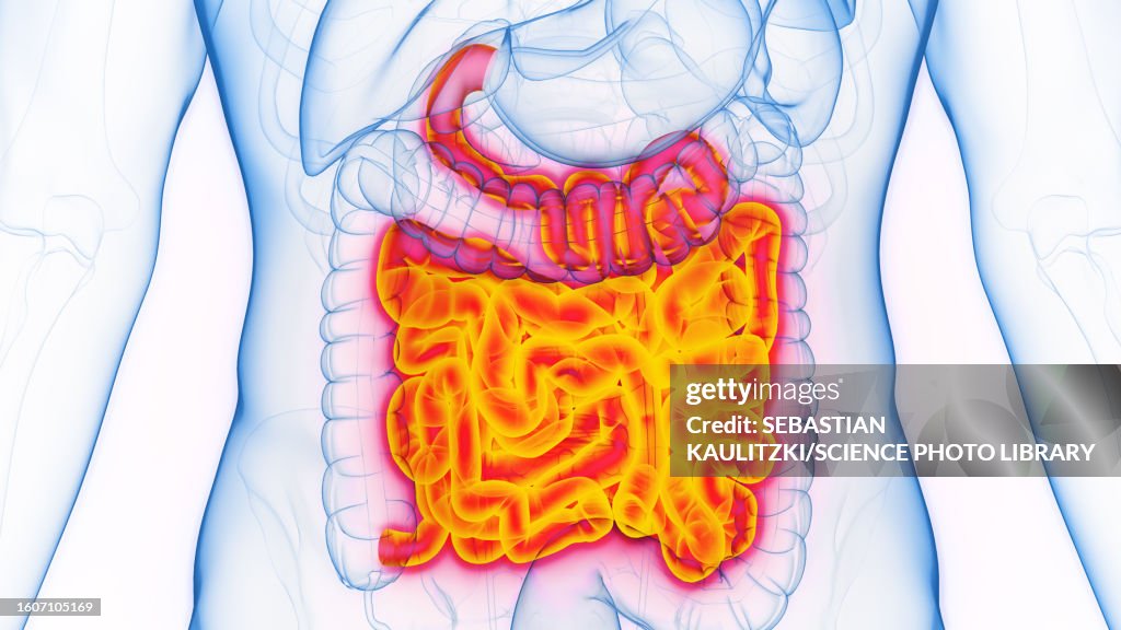 Simple Intestine Small Intestine Illustration High-Res Vector Graphic - Getty Images
