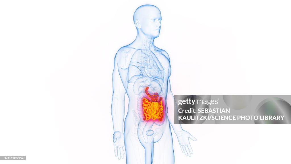 Simple Intestine Small Intestine Illustration High-Res Vector Graphic - Getty Images