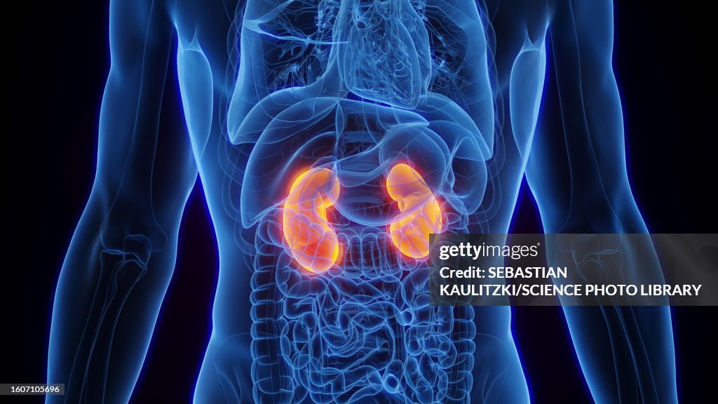 Kidney Base Kidneys Illustration High-Res Vector Graphic - Getty Images
