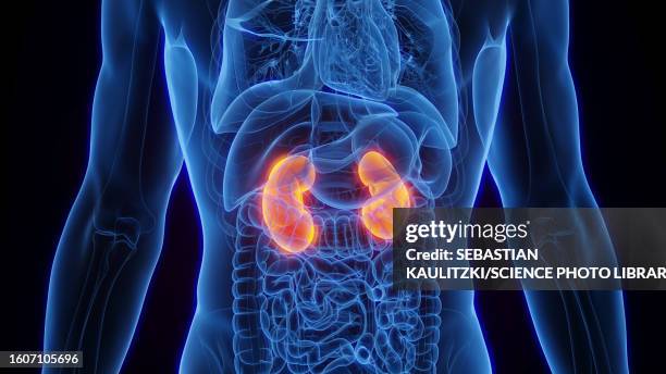 kidneys, illustration - human kidney illustrations stock illustrations