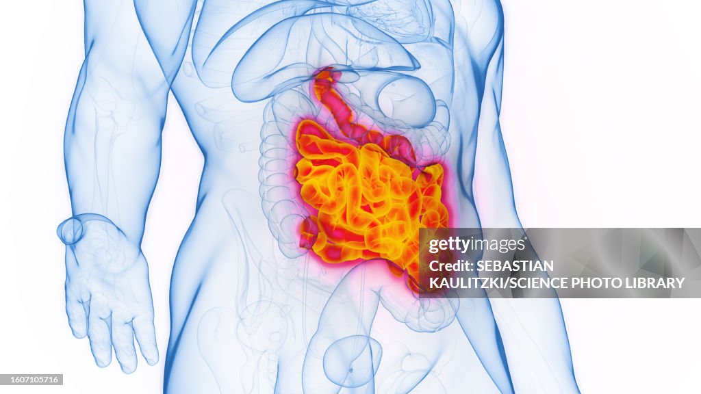 Simple Intestine Small Intestine Illustration High-Res Vector Graphic - Getty Images