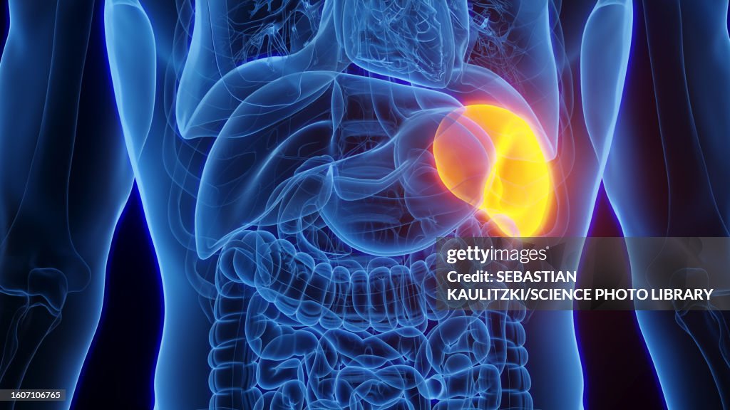 Spleen, illustration