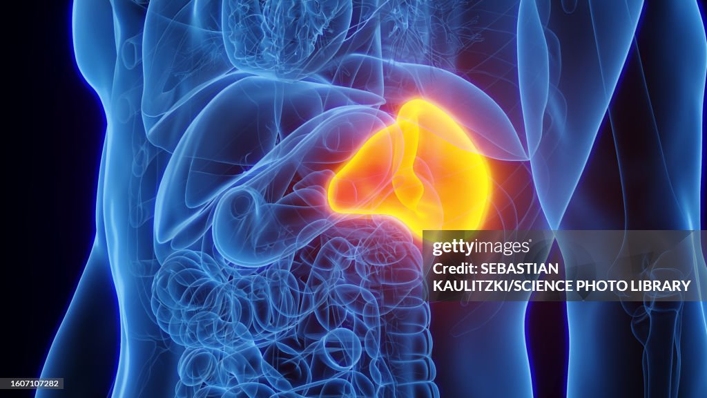 Spleen, illustration