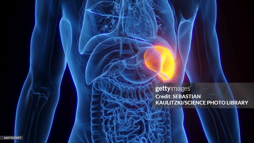 Spleen Illustration High-Res Vector Graphic - Getty Images