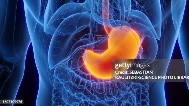 ilustraciones, imágenes clip art, dibujos animados e iconos de stock de stomach, illustration - abdomen anatomía